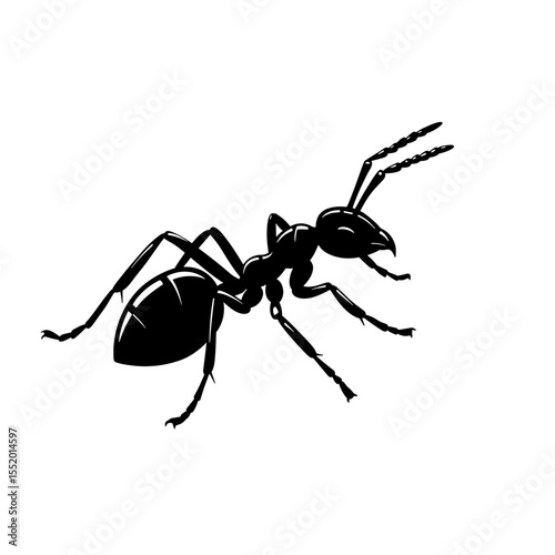 Silhouette ant illustration on a white background, detailed vector image