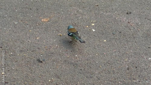 Cute finch