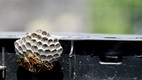 Group of Paper Wasps on Nest Outdoors. Polistes dominula wasp nest. Time lapse.