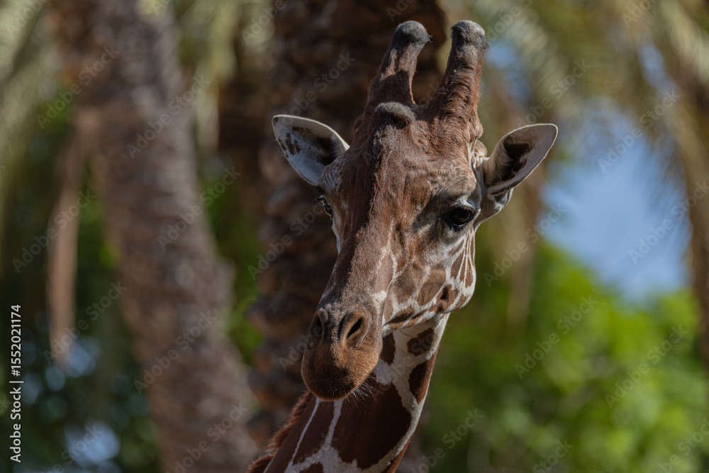 Fototapeta premium close up of giraffe head 