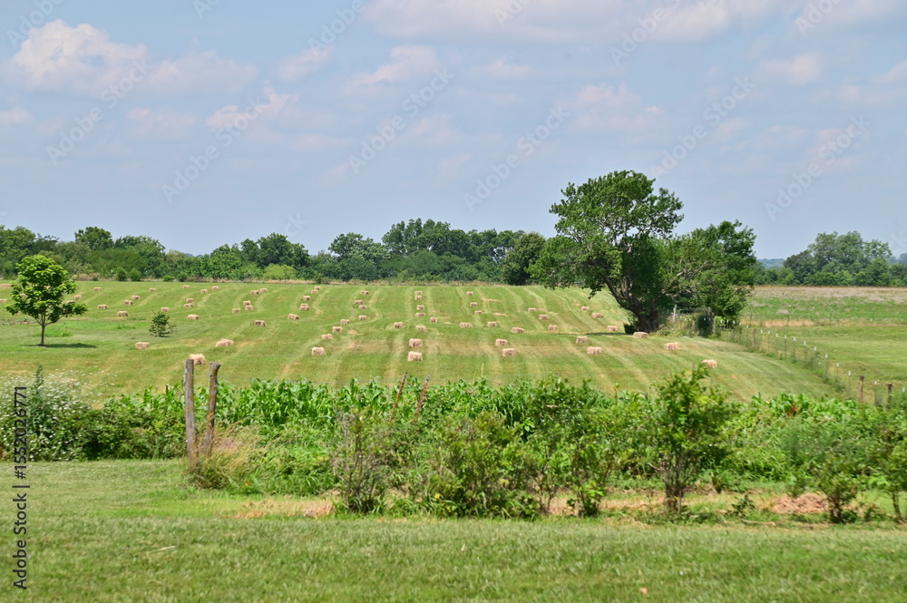 Obraz premium Garden in a Field