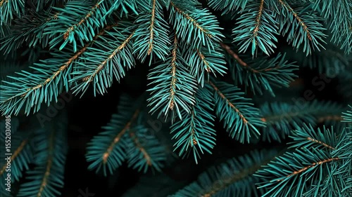 Green spruce tree branches with needle foliage