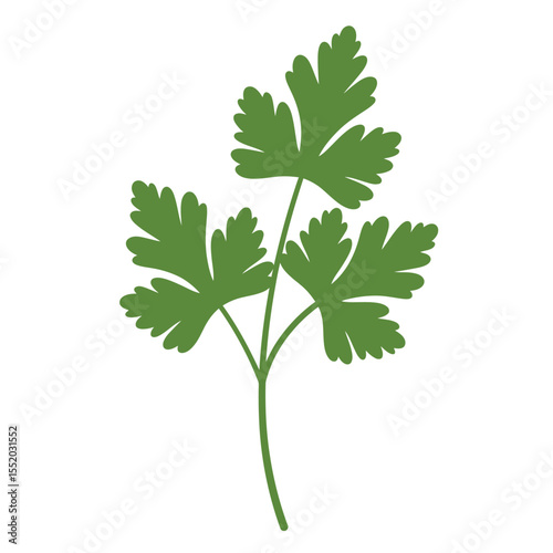 vine leaf isolated on white background