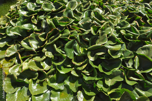 aquatic plants covering pond