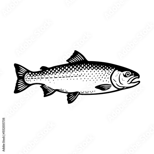 salmon sketch engraving black and white outline. Scratch board imitation.