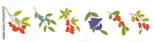 Berries Branch Set in Trendy Flat Style isolated on white background. Juicy Forest Berry, Viburnum, Blueberry, Elderberry, Rowan, Rosehip.  Wild Edible Fresh Berries. Ripe delicious berries collection