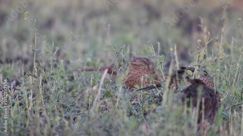 Three pheasants hens looking for food in a field, north rhine westphalia, spring, (phasianus colchicus), germany