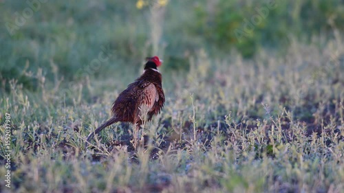 Pheasant cock calling in a field on a april morning, north rhine westphalia, spring, (phasianus colchicus), germany