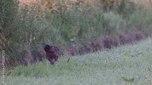 Pheasant cock cleaning his feathers in a field on a june morning, north rhine westphalia, summer, (phasianus colchicus), germany