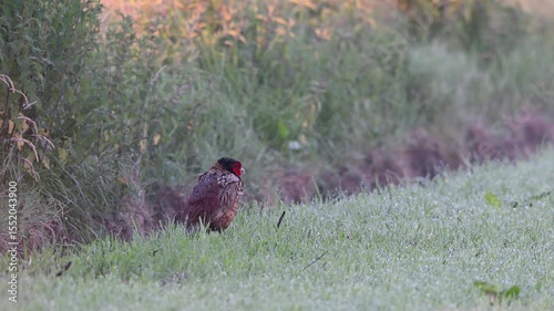 Pheasant cock stands in a field and sleeps on a june morning, north rhine westphalia, summer, (phasianus colchicus), germany
