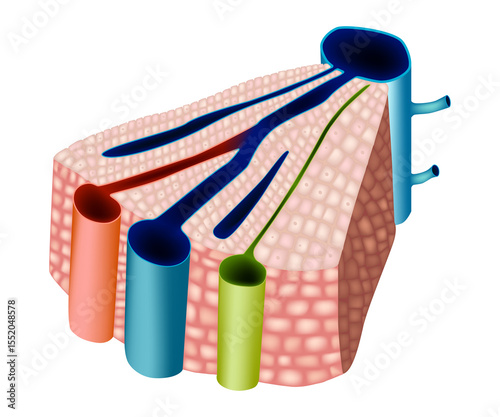 A medically accurate 3D illustration of a liver lobule cross-section, showing the internal microanatomy including the central vein, portal vein, hepatic artery, bile duct, and surrounding hepatocytes.