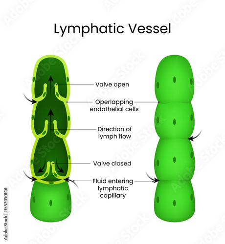 Lymphatic Vessel Structure and Function