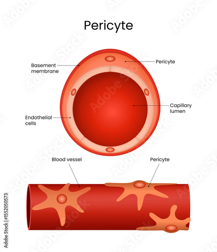 Pericyte Structure in Blood Vessel