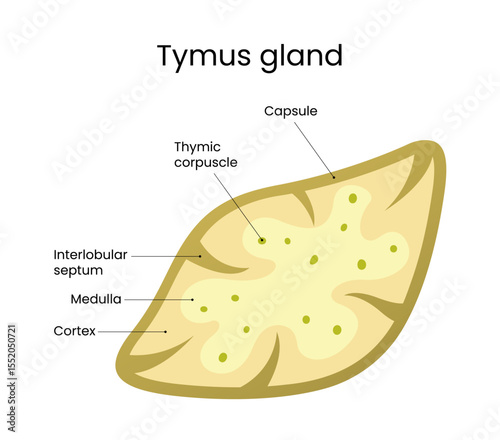 Anatomical of the Thymus Gland