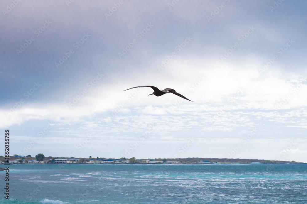 Fototapeta premium Frigatebird in Flight Over Ocean At the Galapagos Island