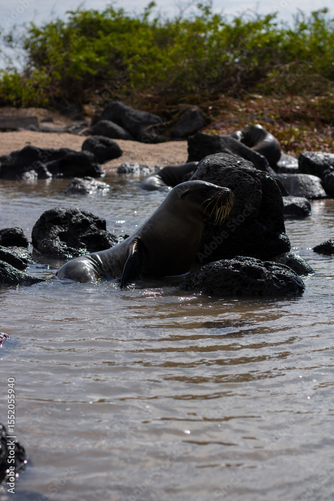 Fototapeta premium Baby sea lions at the beach at the Galapagos Islands