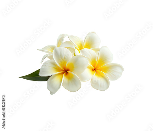 Plumeria Flowers. The image features a cluster of five plumeria flowers arranged against a white background. The flowers are primarily white with a bright yellow center. 
