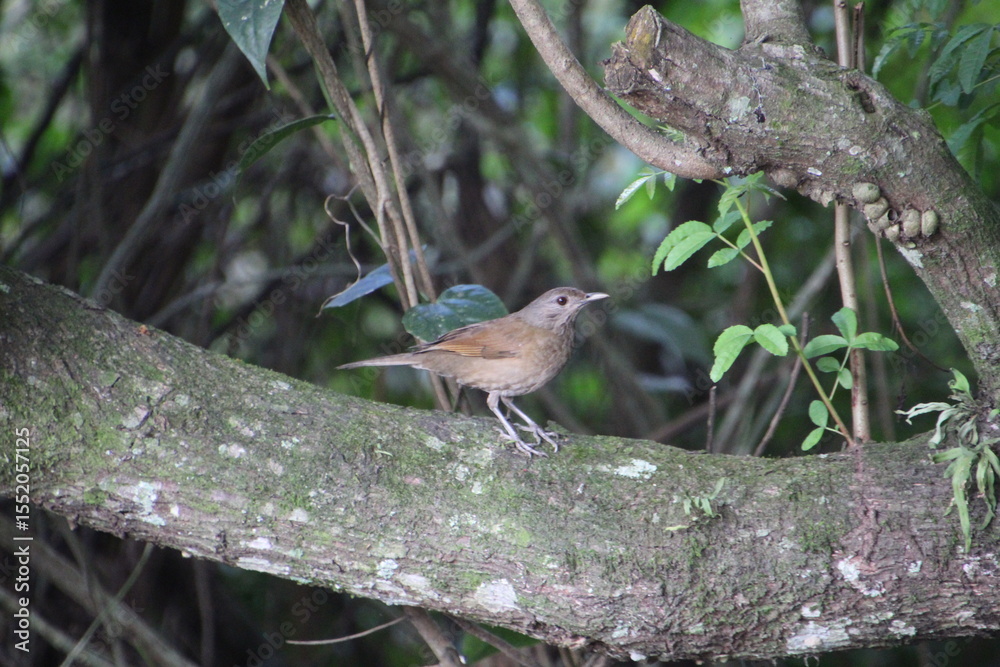 Fototapeta premium ave - sabiá laranjeira - Turdus rufiventris 