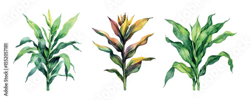 Watercolor corn sprouts with green leaves png. Colorful Indian corn cobs, male inflorescence, green leaves and husks. Concept of growing grain crops. Elements of a field with cereals. 