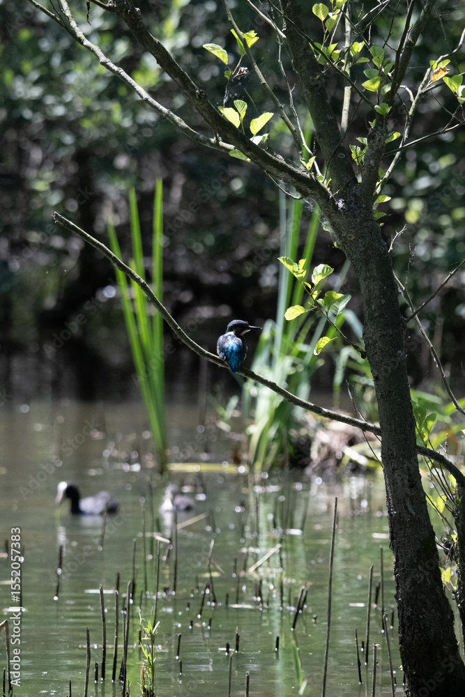 Naklejka premium Bird perched on a branch near still water surrounded by lush vegetation in a tranquil natural setting