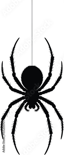 Black spider on a white background, an isolated arachnid illustration perfect for a scary Halloween vector design or a dangerous, poisonous insect symbol