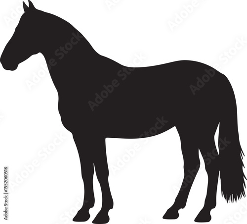 Frederiksborger Horse in silhouette pure white background. in silhouette pure white background. 