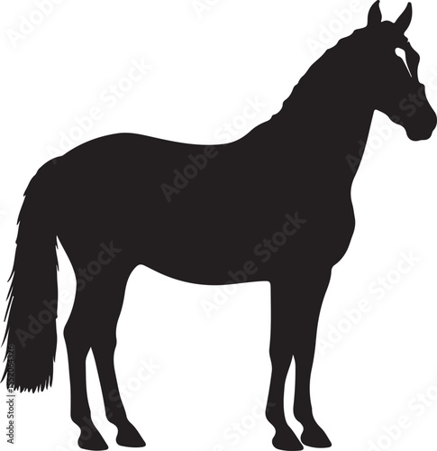 Gelderland horse horse in silhouette pure white background. 