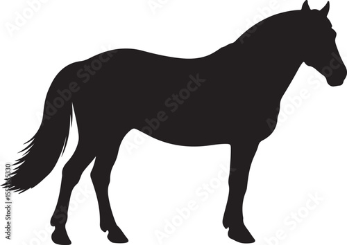 Groningen Horse horse in silhouette pure white background.
