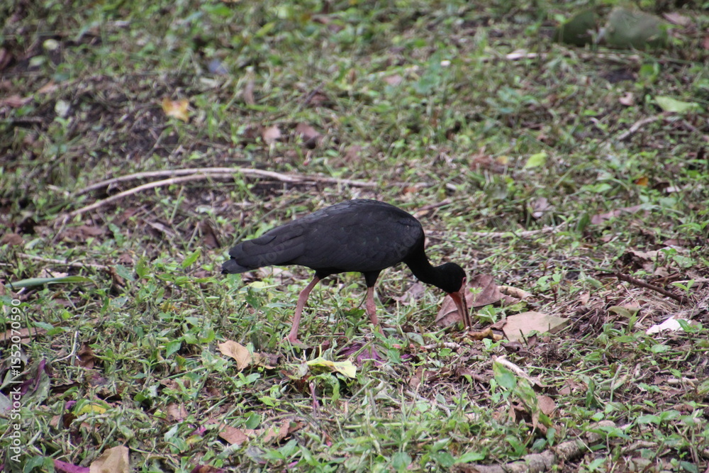 Fototapeta premium ave tapicuru - phimosus infuscatus