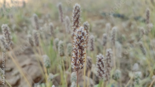 Ripped field of Plantago Ovata crop field, Isabgol ripped field