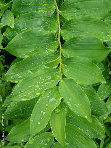 Fresh green leaves with water droplets after rain, showcasing nature's beauty
