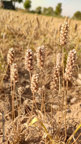 Ripped field of Plantago Ovata crop field, Isabgol ripped field