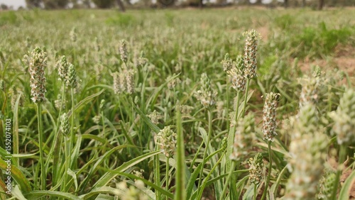 Flowering Isabgol (Plantago Ovata)  crop field, Isabgol flowers