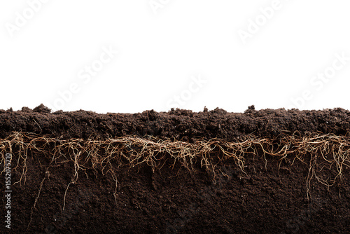 Cross section of soil showing roots and texture.