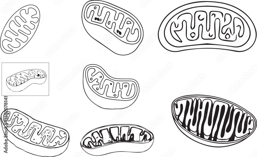 mitochondria vector