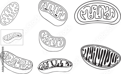 mitochondria vector