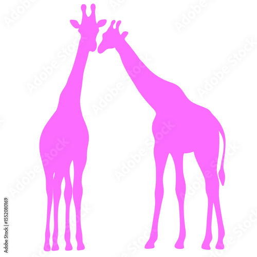 Photography Two giraffes silhouette