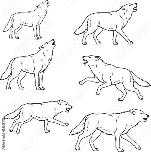 Wolf Anatomy Sketches: Detailed Line Drawings of Canis Lupus