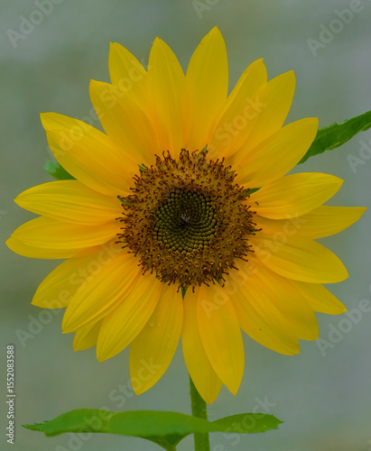 Nothing Prettier than a flower In The Sun.  Especially  a Sunflower.  