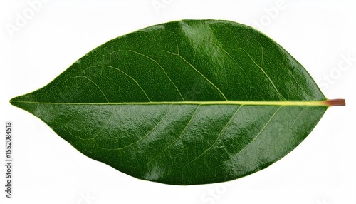 Bay leaf on white background