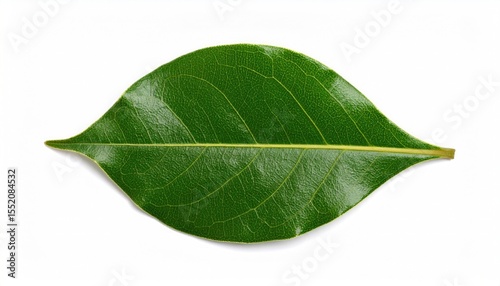 Bay leaf on white background