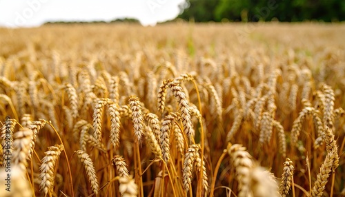 Golden wheat field at sunset
