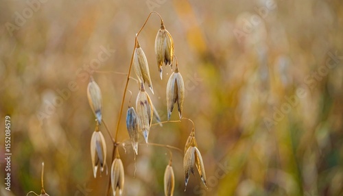 Close-up of oats 
