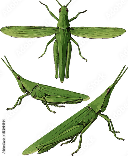 Atractomorpha crenulata2