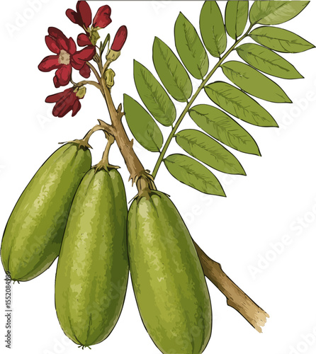 Averrhoa bilimbi