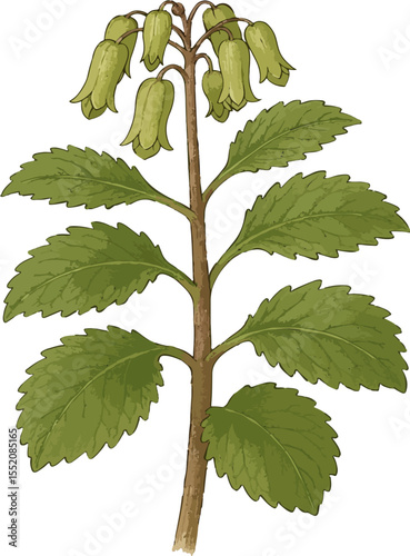 Kalanchoe pinnata