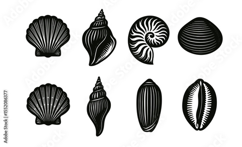 Collection of intricate shell illustrations in black and white