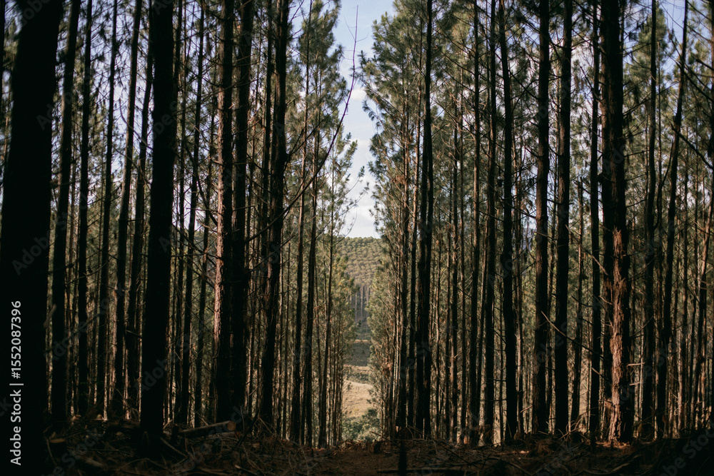 Fototapeta premium Forest, Woods. Eucalyptus plantation with views of the mountains