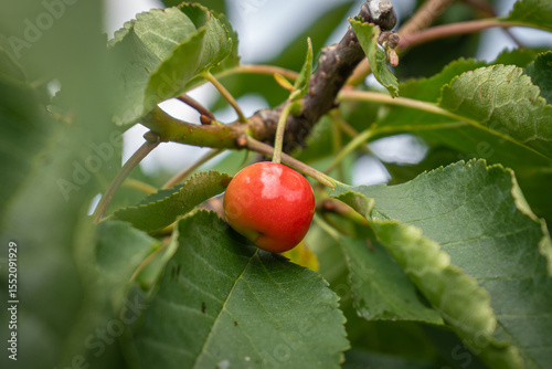 fresh and juicy red cherries on a cherry tree branch