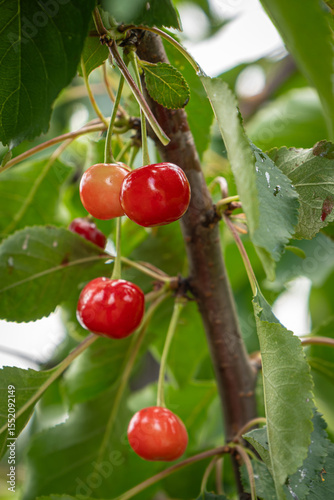 fresh and juicy red cherries on a cherry tree branch